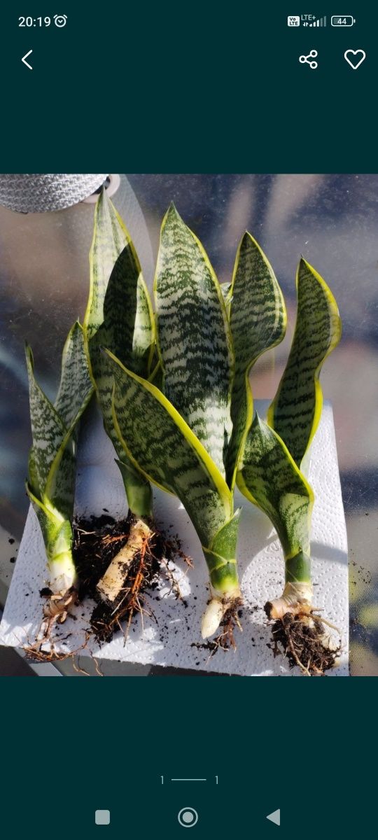 Sansevieria Języki teściowej