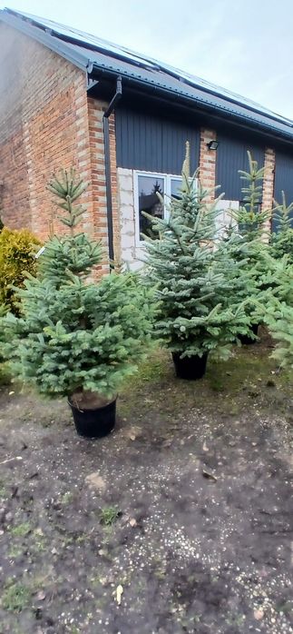 Choinki swierk srebrny serbski pospolity