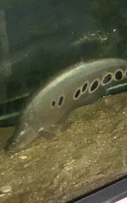 Faca palhaço 40 centimetros