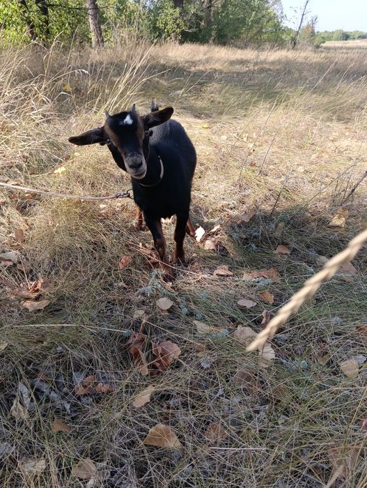 Продам камерунську кізочку