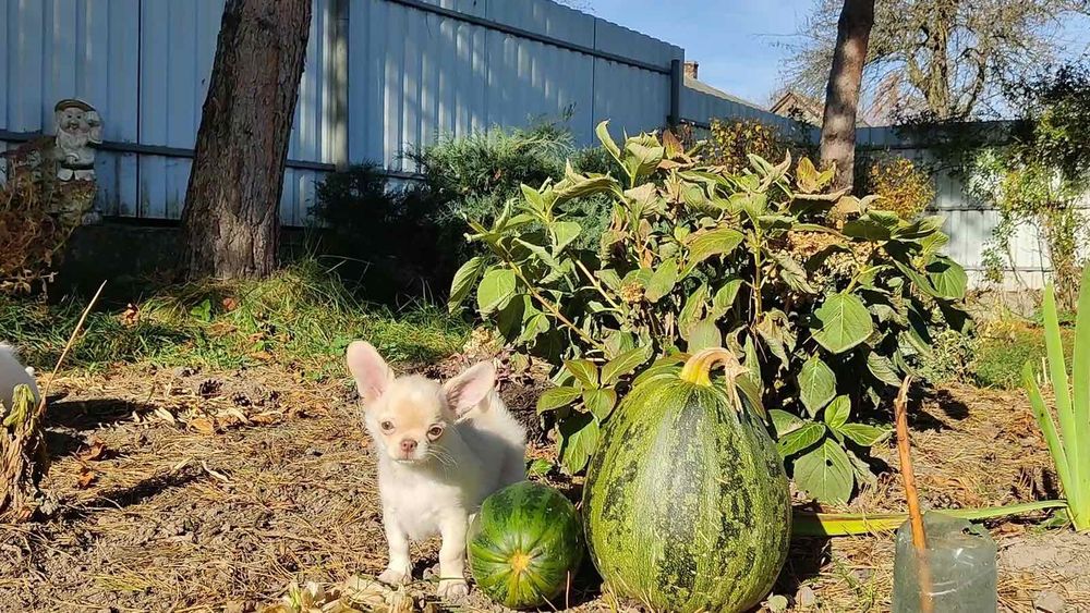 Хлопчик чихуахуа КСУ