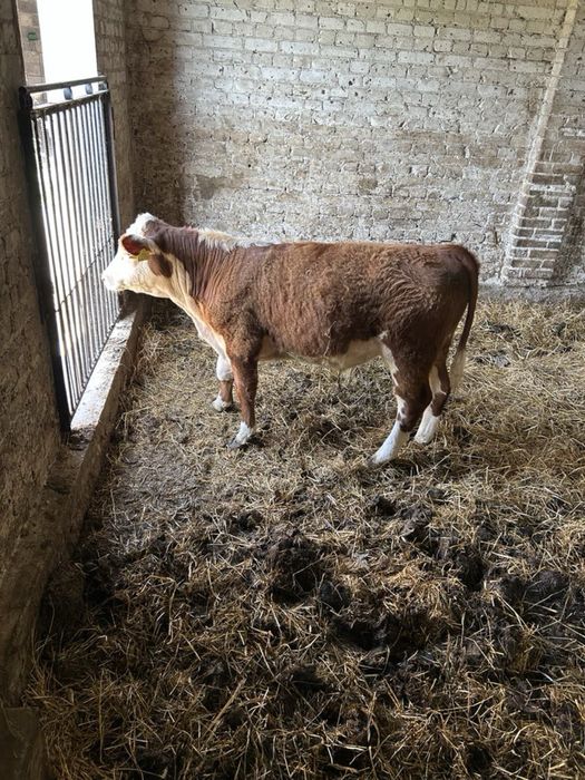 Sprzedam byczek hereford