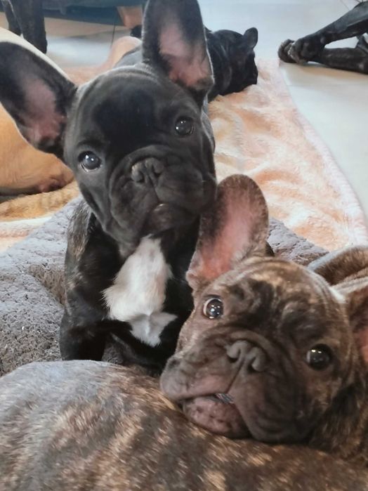 Buldog francuski FCI