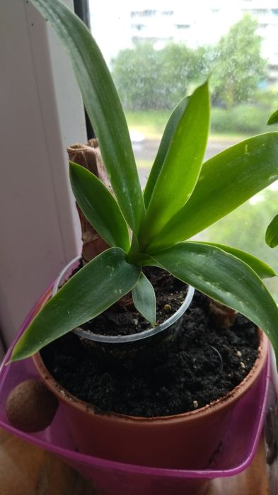 Комнатная юкка .