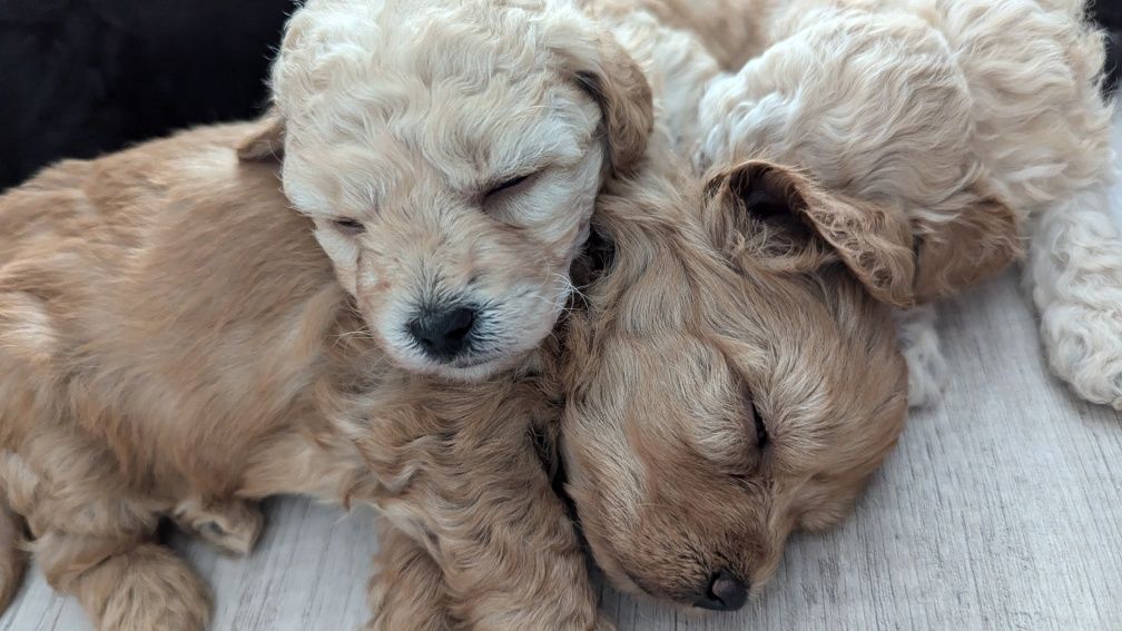 Maltipoo F1b przytulanki