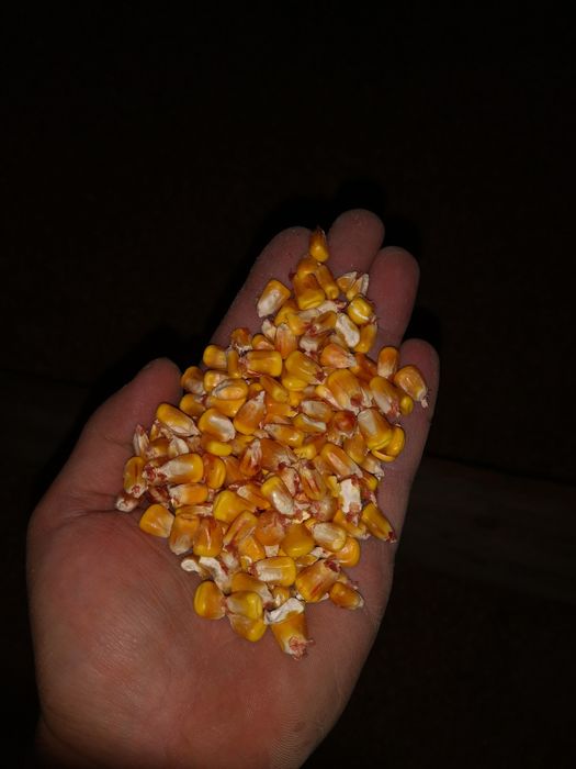 Kukurydza sucha.