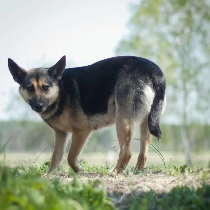 Kochana FIZIA szuka domu!