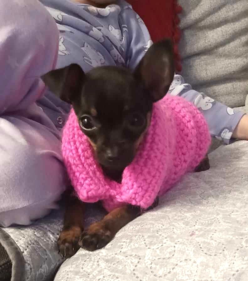 Cieplutkie Ubranko Sweterek XXS ratlerek chihuahua
