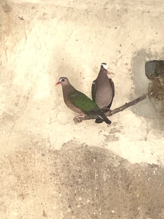 Rolas Esmeraldas muito bonitas