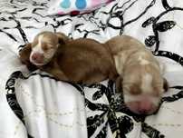 Piesek cocker spaniel angielski złoty