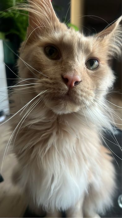 Oddam. Kot Maine Con