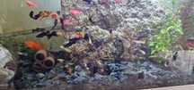 Peixes mollys guppys platys