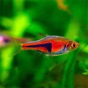Razbora espei - Trigonostigma espei - Rasbora - dowozimy, wysyłamy