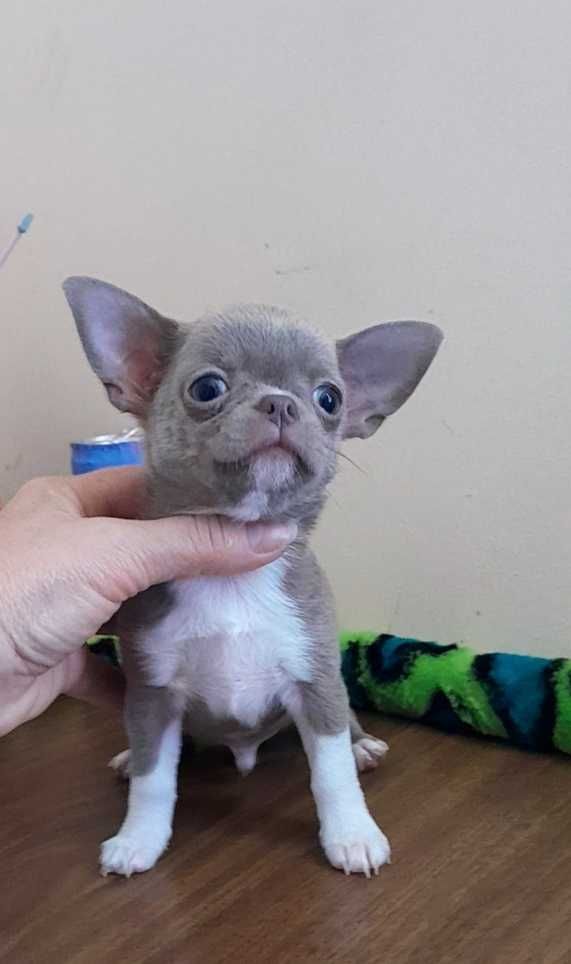 Liliowe chłopcy Chihuahua
