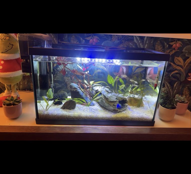 Aquário +Filtro+Luz+Termostato