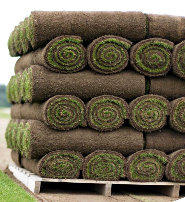 Trawa w rolkach trawnik z rolki trawa naturalna paleta 35m2