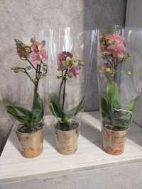 продам міді орхідейки 350 грн