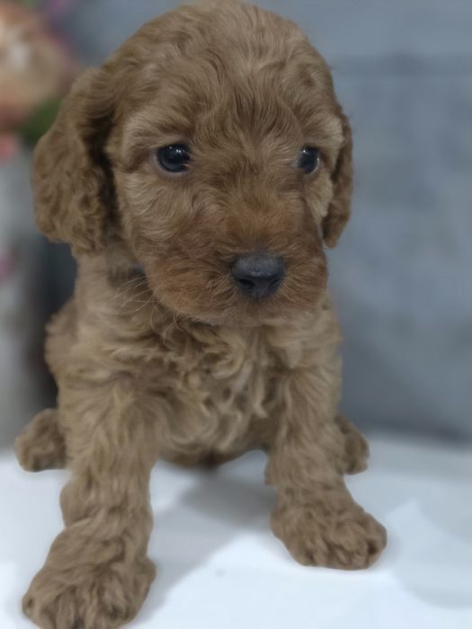 Pudel Toy/miniaturka suczka bad genetyczne kolor Red