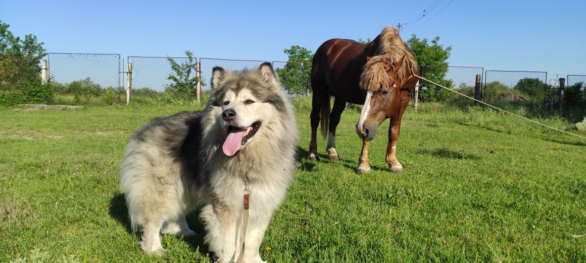 Вязка Alaskan Malamute ( Аляскинский Маламут) Мишка