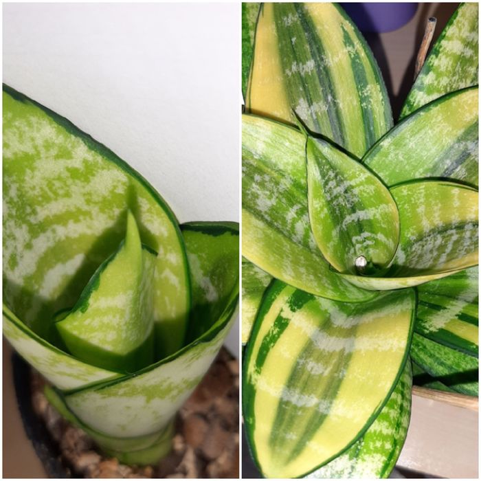 Philippine,  Philippines duży odrost