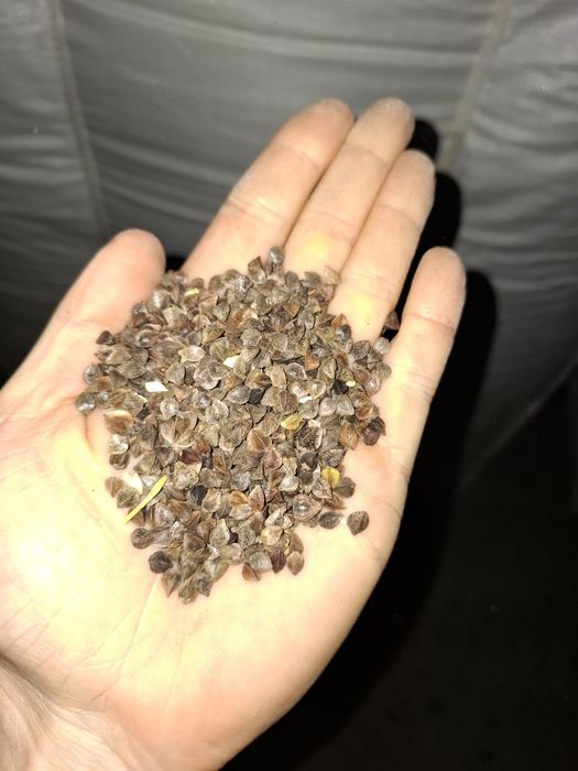 Gryka Panda rok po centrali