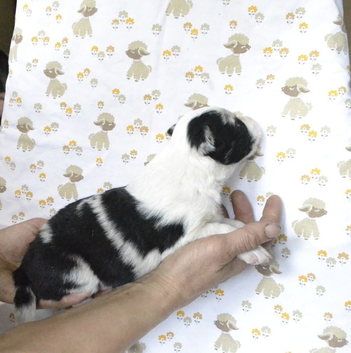 Цуценята Бордер Колли КСУ