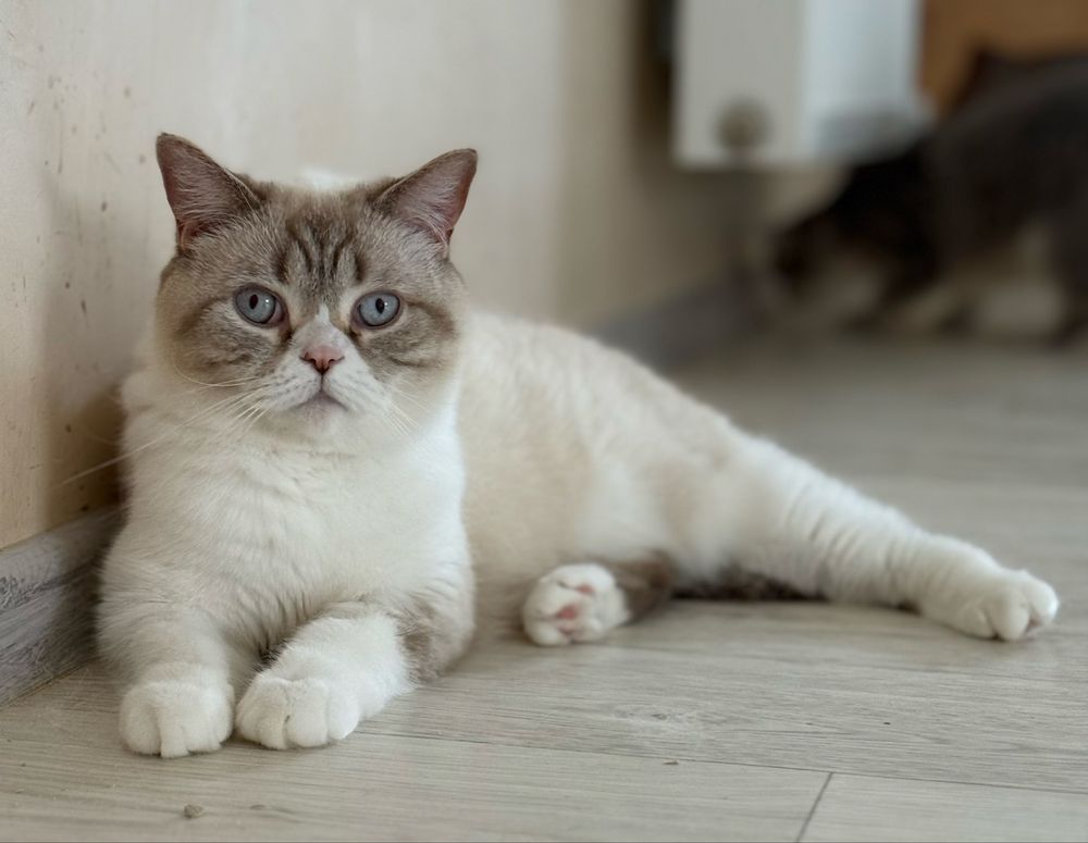 Британская кошечка Мила в добрые руки