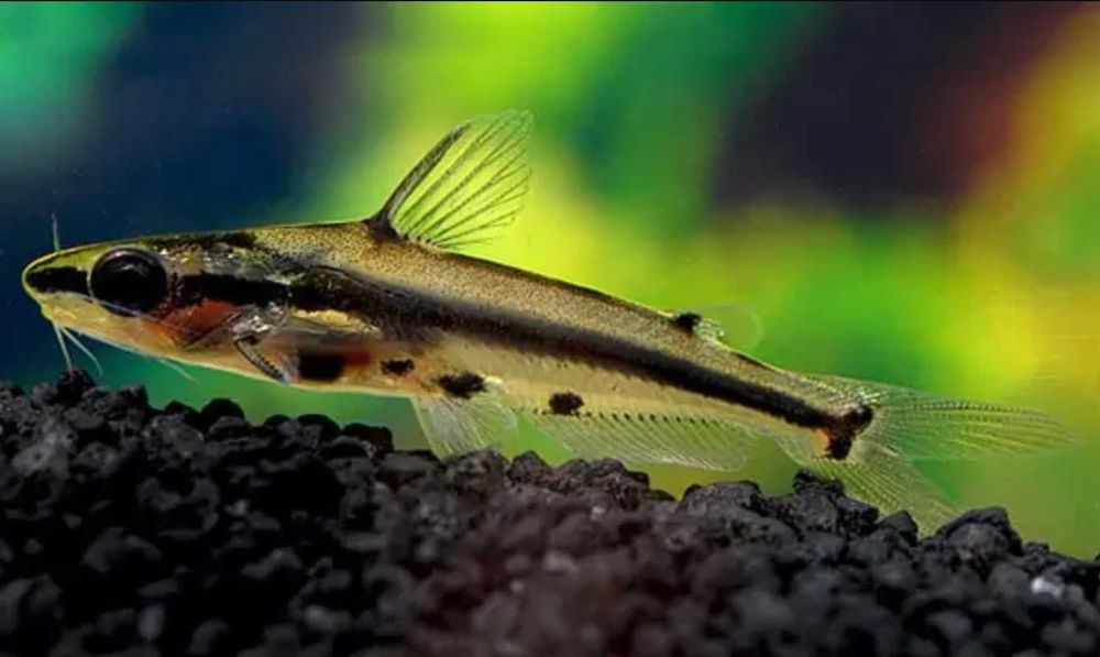 Kosatka karłowata - Sum ozdobny - Pelteobagrus ornatus - dowóz