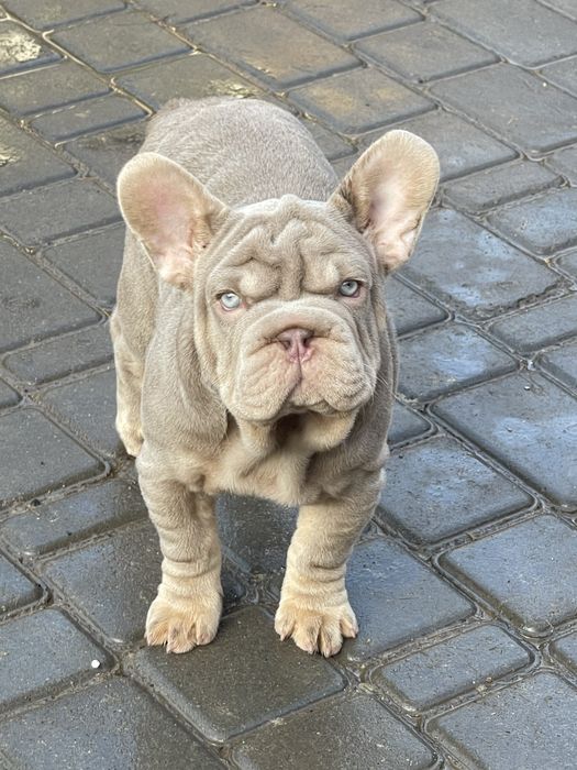 Эксклюзив!Ньюшейд Изабелла тан флаффи носитель Биг Роп дева