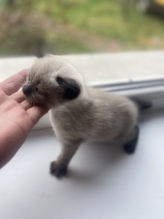 Сіамські котики від чистокровних батьків.