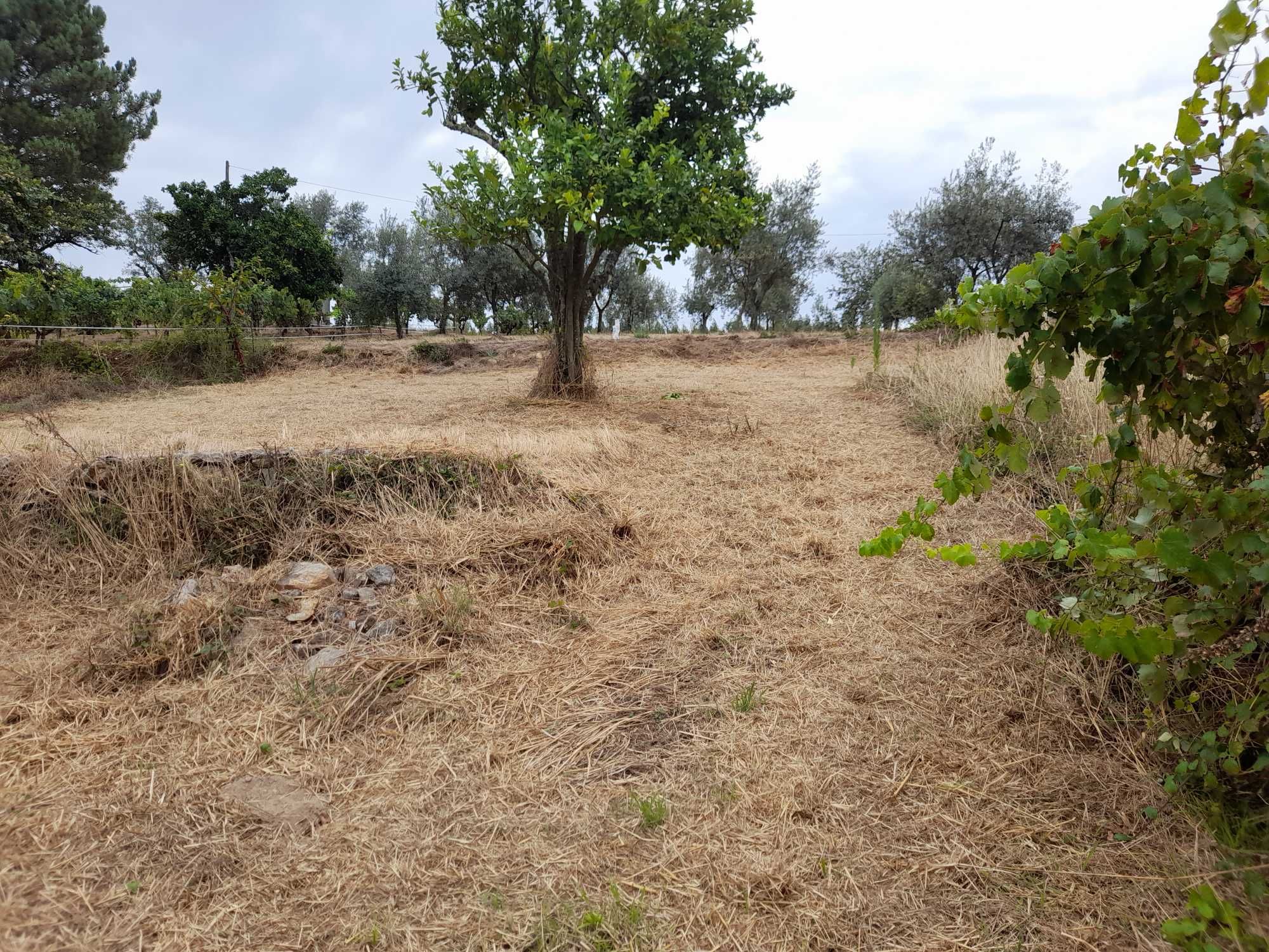 Terreno apenas agrícola. Com 645,95 m2 medido a   GPS.   com  estrada.