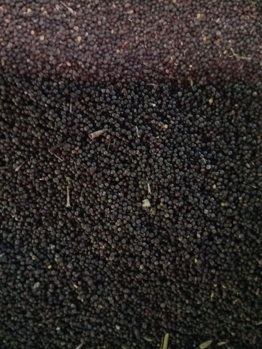 Rzepak ozimy  pasza,poplon,łubin gorzki