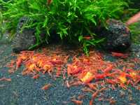 Krewetki neocaridina czerwone red sakura do krewetkarium i akwarium