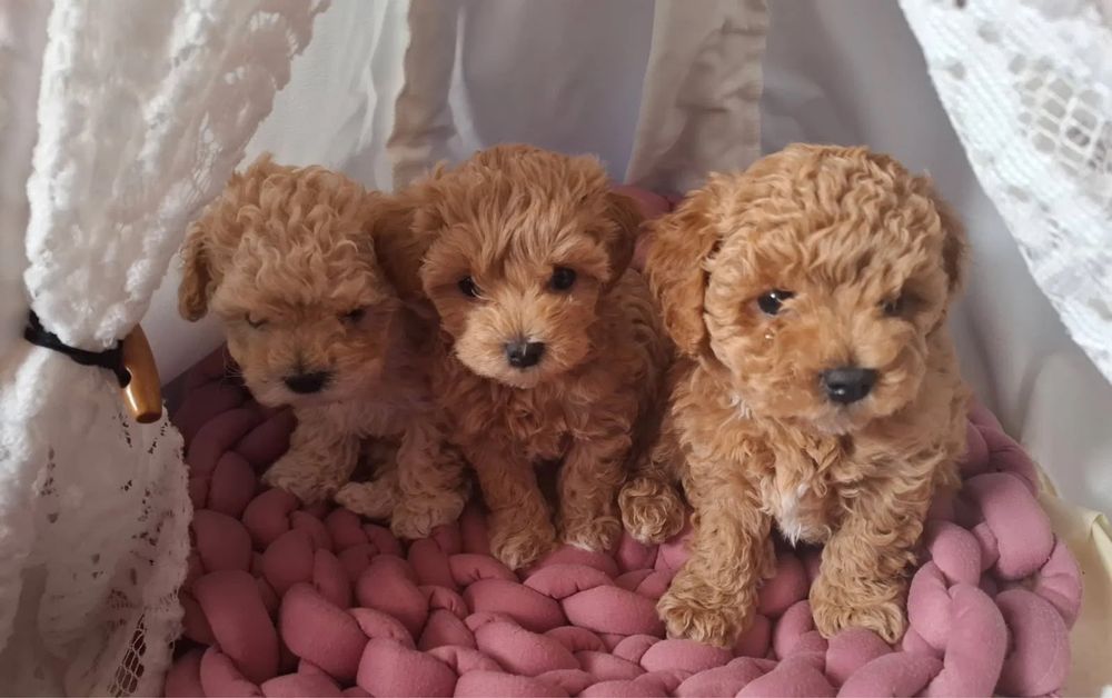 Київ! Преміальні ексклюзивні Мальтипу ф1 Мальтипу ф2 Той пудель