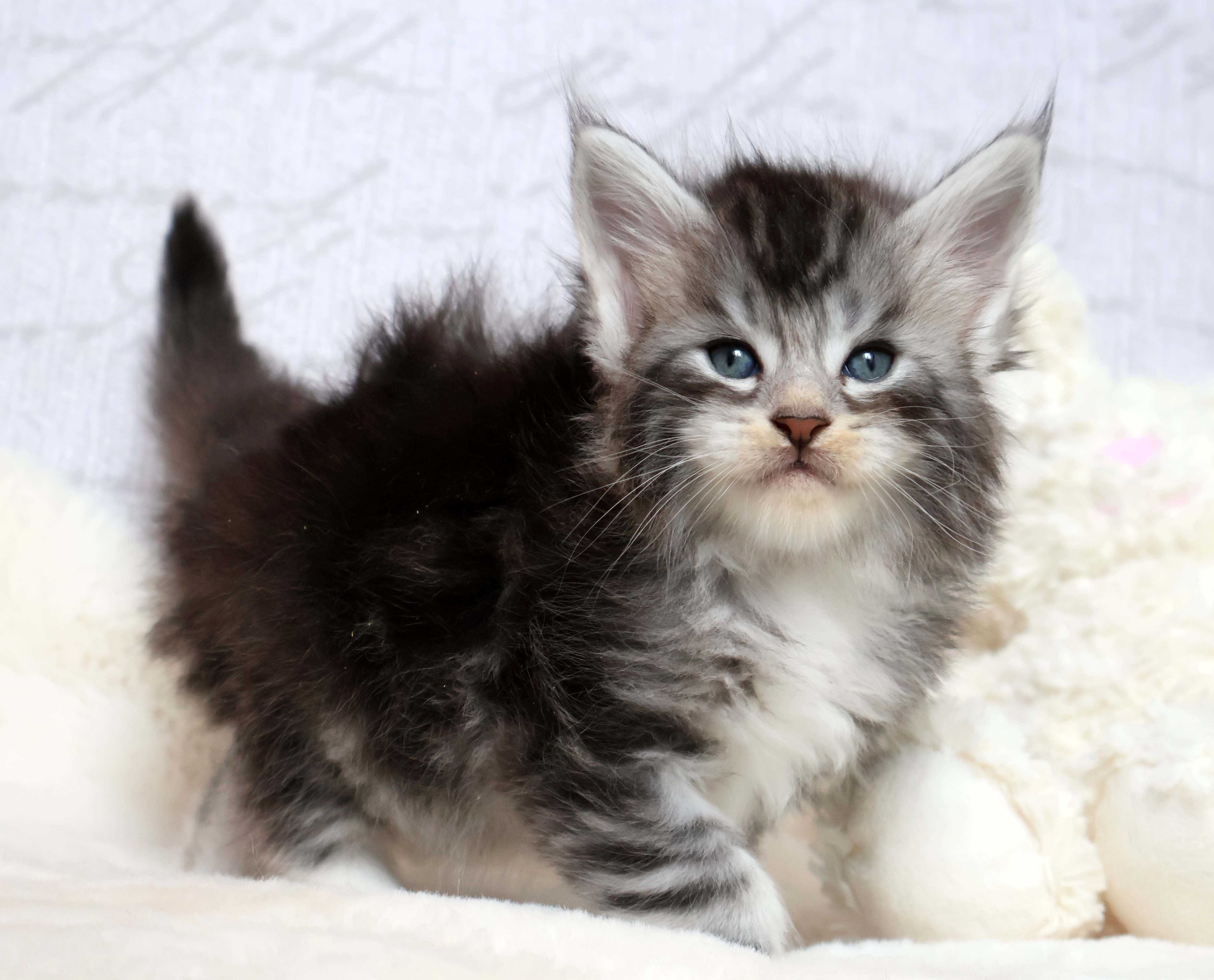 Srebrzysty słodziak Maine coon