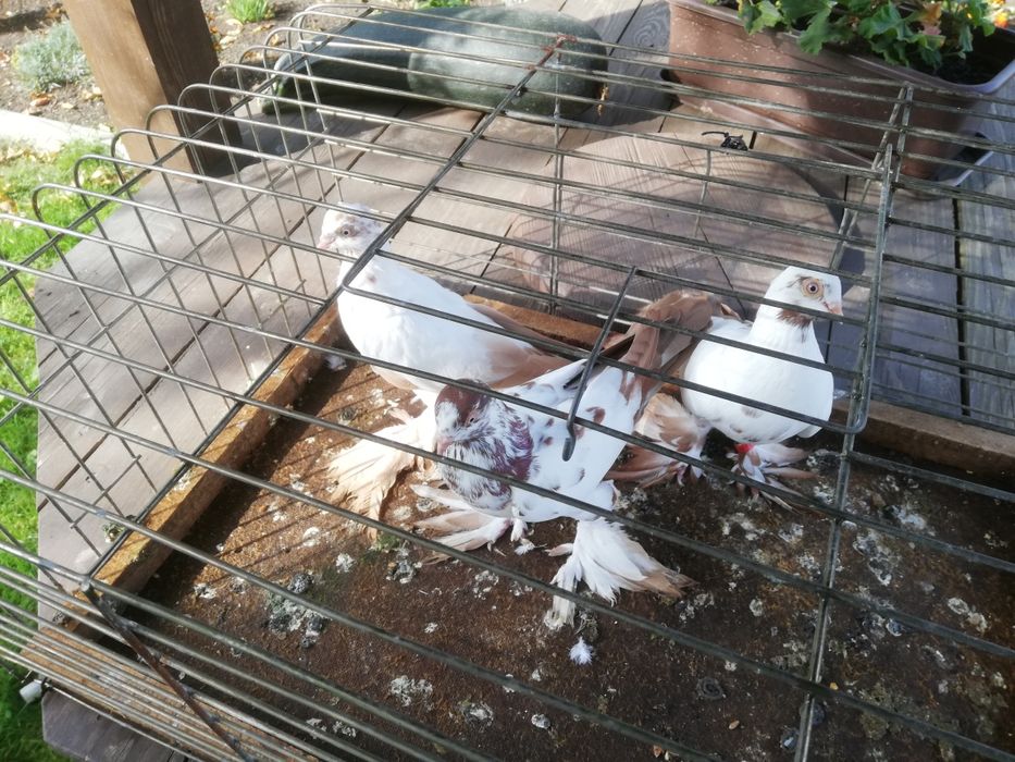 Gołębie ozdobne Widyn Widym Motyl czarne czerwone