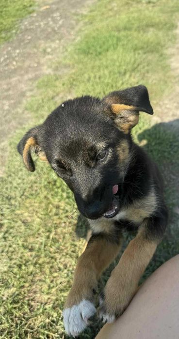 Suczki kundelki małe