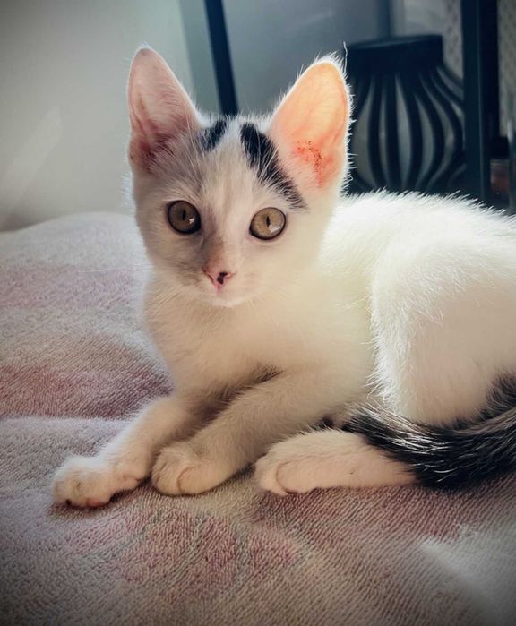 Lotka i Loki - dwa cudaki słodziaki do adopcji