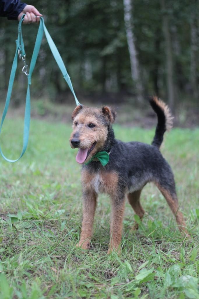 Piękny, energiczny psiak w typie terriera do adopcji