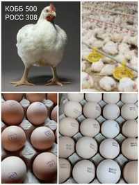 Опт и розница купить инкубационные яйца бройлеров