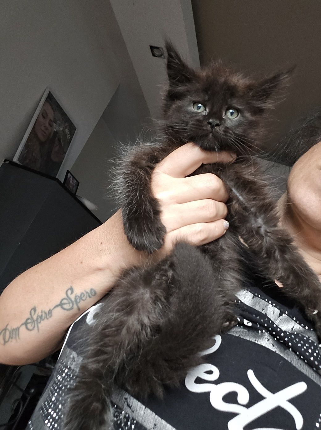 Mainecoon Kocurek czarny ze srebrem Felis Polonia
