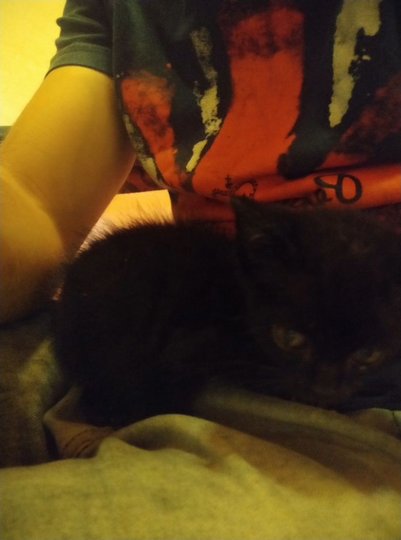 Gatinha para adoção