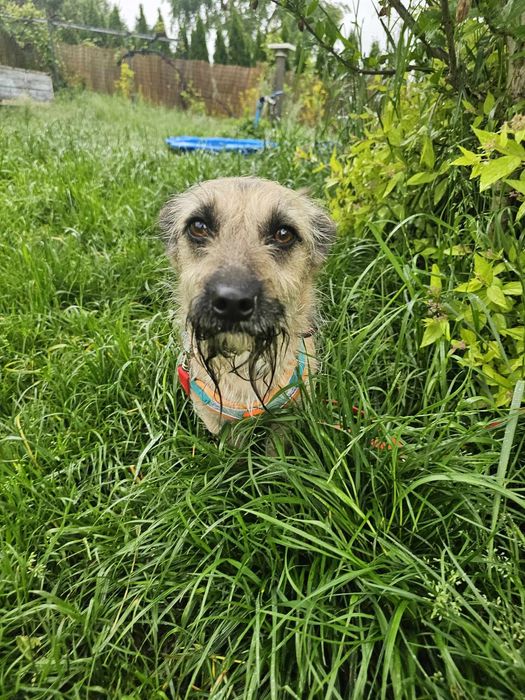 Mała, delikatna sunia szuka domu