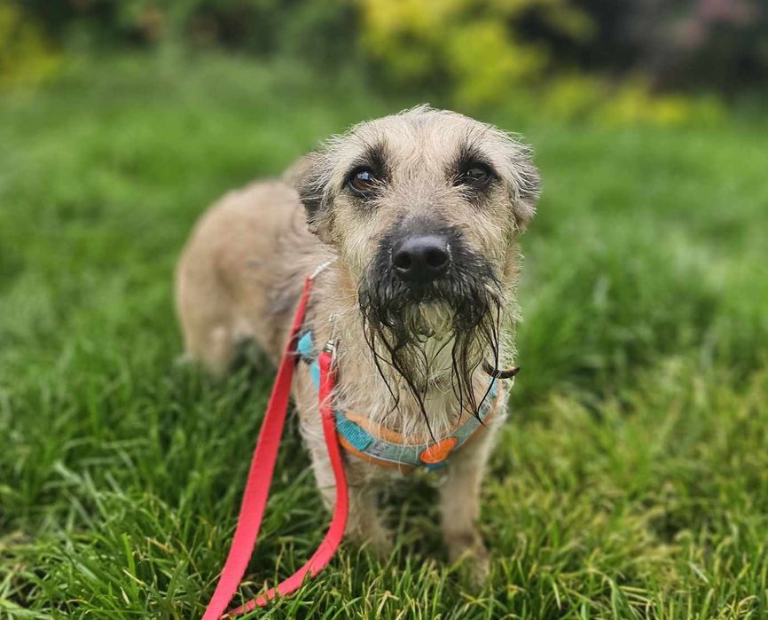 Malutka 6kg sunia szuka domu