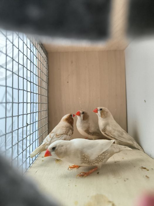 Zeberka zeberki samce i samice 2025