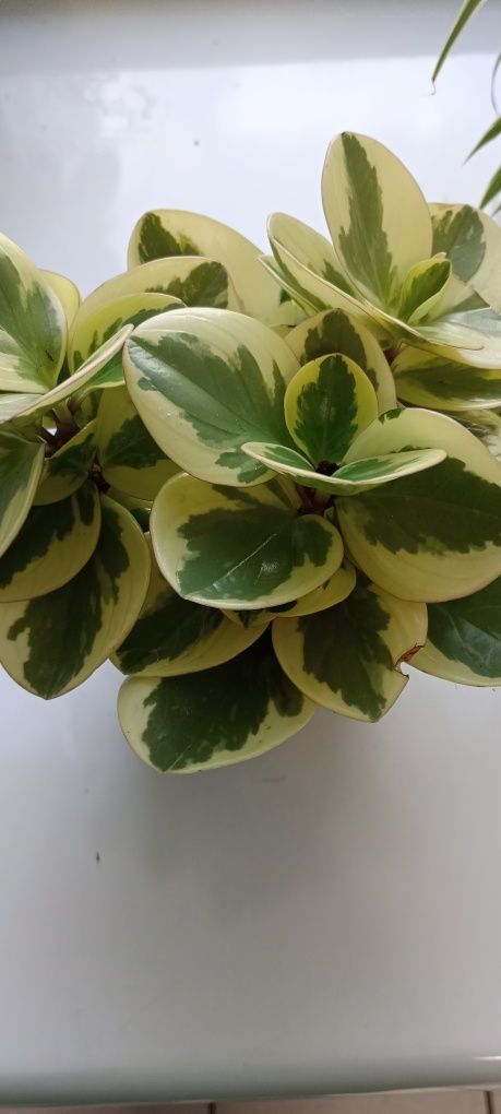 Cisus Peperomia trzykrotka