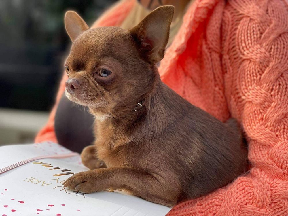 Reproduktor Chihuahua Chocolate FCI