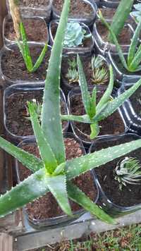 Planta sucolenta Aloevera