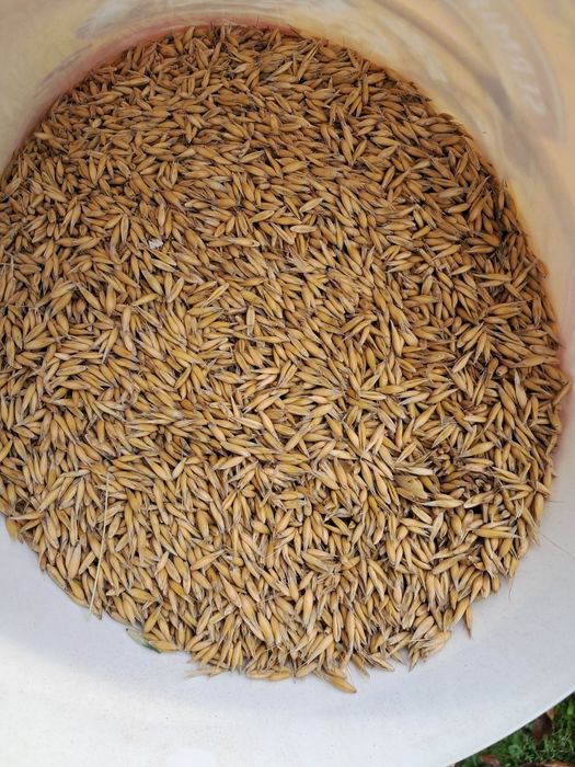 sprzedam owies tegoroczny