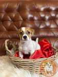 Piękna suczka Jack Russell Terrier z hodowli „BETI JACK” Bianka
